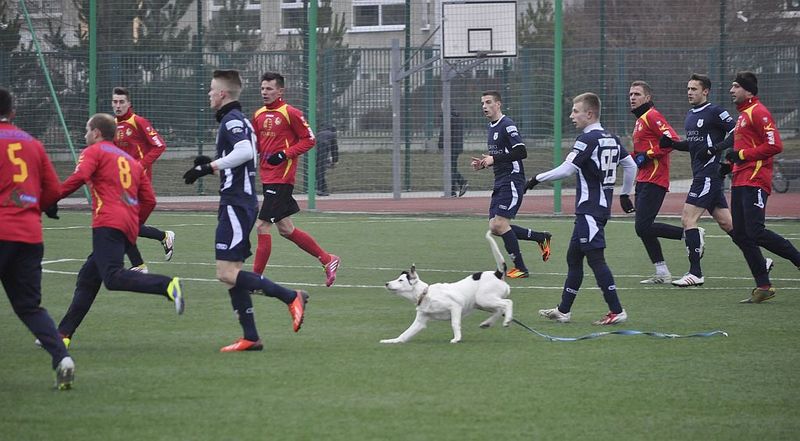 W pierwszej połowie mecz został przerwany na 30 sekund z powodu wbiegnięcia psa na boisko, fot. Emil Marecki